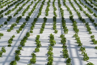 Agriculture, herb nursery, basil seedlings, growing in a greenhouse