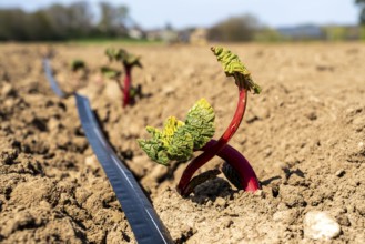 Rhubarb young plant, just planted in a field, hose for artificial irrigation