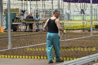 Horticultural business, greenhouse, freshly potted young plants are placed on beds to grow there,