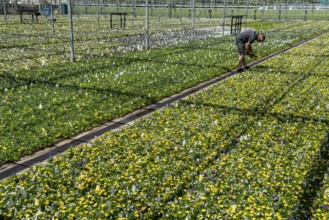 Horticultural business, greenhouse, various types of potted plants are grown here to be sold in