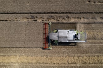 Agriculture, grain harvest, wheat, combine harvester harvesting in a wheat field, near