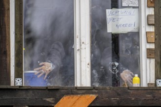 2nd day of the clearing of the hamlet Lützerath, by the police, of tree houses and huts, activist