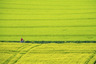 Cereal fields in spring, still green and fresh in growth, field path, cyclist, North