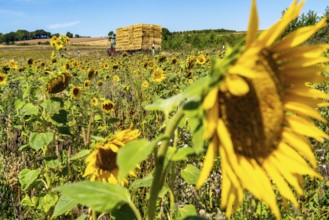 Country road, with tractor, bales of straw, sunflower field south-east of Nideggen, in the