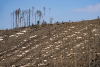 Cleared forest area north of the village of Öventrop, district of Arnsberg, dead spruce stands were