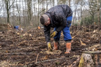 Reforestation in the Arnsberg Forest near Rüthen-Nettelstädt, Soest district, forestry workers