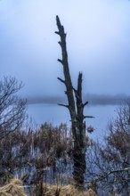 The High Fens nature park Park, in the German-Belgian border region near Eupen, winter, fog, wooden