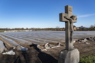 Agriculture on the Lower Rhine, early season, asparagus cultivation in spring, under plastic