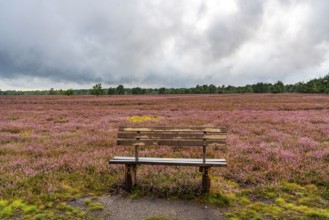 The Osterheide, in the Lüneburg Heath nature reserve, near Schneverdingen, Lower Saxony, Germany,