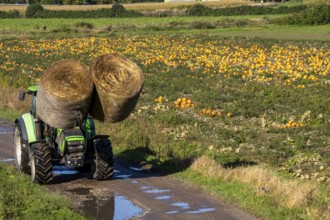 Pumpkin field, ripe pumpkins, shortly in front of harvest, tractor, transporting hay bales, near