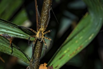 Getazi comb spider or Getazi banana spider (Cupiennius tazi), adult male sitting on a branch at