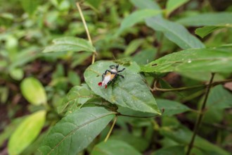 Apiomerus vexillarius, Bee-killer beetle, Corcovado National Park, Osa Peninsula, Puntarena