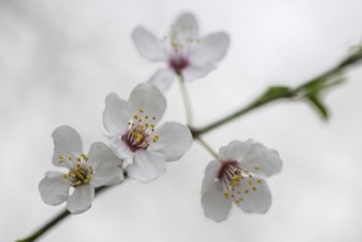 Myrobolane (Prunus cerasifera), Emsland, Lower Saxony, Germany, Europe