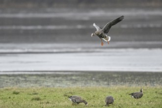 Greater white-fronted goose (Anser albifrons), landing, Emsland, Lower Saxony, Germany, Europe