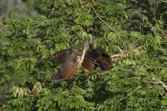 Three Hoatzin, Opisthocomus hoazin, in the forest, Amazon Basin, Brazil, South America