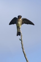 Southern Rough winged Swallow, Stelgidopteryx ruficollis ruficollis, Amazon Basin, Brazil, South