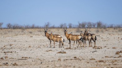 Small herd of sassabies (Damaliscus lunatus) with young, Etosha National Park, Namibia, Africa