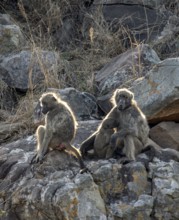 Chacma baboons (Papio ursinus), mother suckling young, sitting on stones, Kruger National Park,