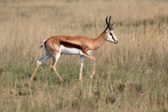 Springbok (Antidorcas marsupialis), adult, male, foraging, running, Mountain Zebra National Park,