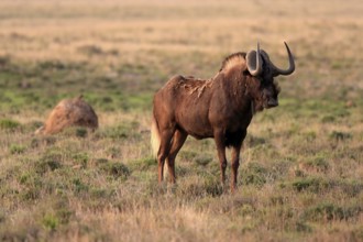 White-tailed wildebeest (Connochaetes gnou), adult, alert, Mountain Zebra National Park, Eastern