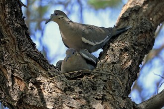 White-winged dove (Zenaida asiatica), adult, pair, mating, on tree, Sonoran Desert, Arizona, North