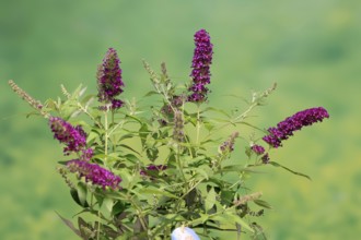 Butterfly-bush (Buddleja davidii), summer lilac, common summer lilac, butterfly bush, lilac spear,