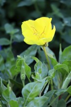 Common evening primrose (Oenothera biennis), flowering, flower, Ellerstadt, Germany, Europe