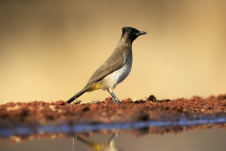 Grey bulbul (Pycnonotus barbatus), adult, at the water, Kruger National Park, Kruger National Park,