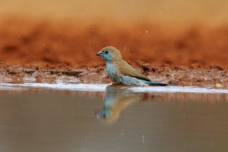 Angolan butterfly finch (Uraeginthus angolensis), blue-eared butterfly finch, adult, at the water,