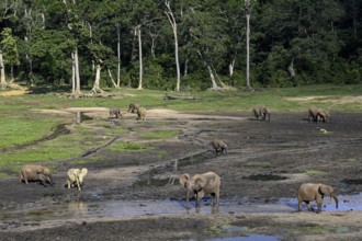 African forest elephants (Loxodonta cyclotis) in the Dzanga Bai forest clearing, Dzanga-Ndoki