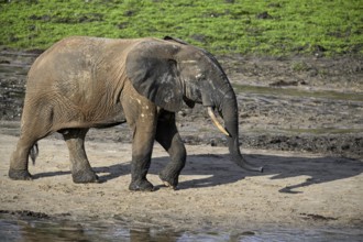 African forest elephant (Loxodonta cyclotis) in the Dzanga Bai forest clearing, Dzanga-Ndoki