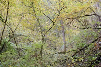 Dortebach valley, autumn atmosphere in the narrow side valley of the Moselle, Rhineland-Palatinate,