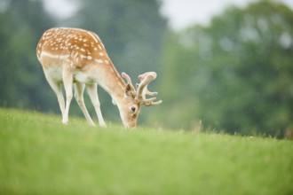 European fallow deer (Dama dama) stag standing on a meadow, tirol, Kitzbühel, Wildpark Aurach,