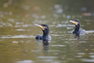 Great cormorant (Phalacrocorax carbo), Lower Saxony, Germany, Europe