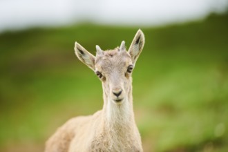 Alpine ibex (Capra ibex) youngster, portrait, wildlife Park Aurach near Kitzbuehl, Austria, Europe