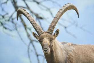 Alpine ibex (Capra ibex) male, portrait, wildlife Park Aurach near Kitzbuehl, Austria, Europe