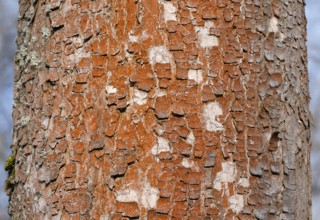 Tree with red bark, bark, green algae (Trentepohlia aurea), Thuringia, Germany, Europe