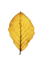 Autumn-coloured leaf of a beech (Fagus sylvatica), copper beech, tree, free-standing, Vechta, Lower