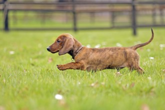 Dachshund, dachshund, young animal, 12 weeks old