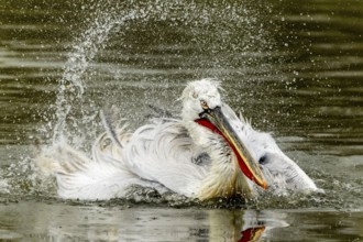 Dalmatian pelican (Pelecanus crispus), bathing, France, Europe