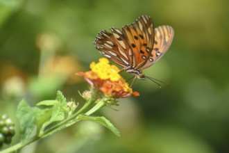 Butterfly of the species Agraulis vanillae on a spanish flag (Lantana camara), seen in Buenos