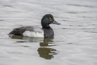 Greater scaup (Aythya marila), male, swimming, Reykjavik, Iceland, Europe