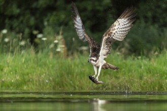 Western osprey (Pandion haliaetus) hunting, Aviemore, Scotland, Great Britain