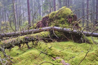 Windthrow spruce trees with green moss in a coniferous forest a misty day