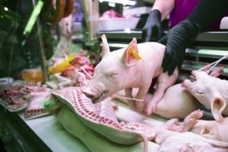 Whole piglet for sale at the Mercado Central, Salamanca, province of Salamanca, Castile and Leon,