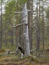 Pine tree (Pinus sylvestris), ancient, decayed stem, with woodpecker holes, ideal nesting place