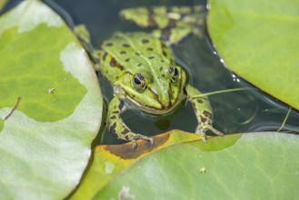 Green frog (Pelophylax esculentus), Bavaria, Germany, Europe