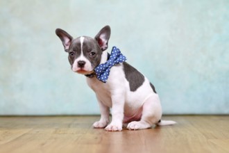 Small pied French Bulldog puppy with bow tie and long nose in front of mint green background