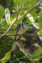 White-throated Magpie-Jay(Cyanocorax formosus) on branch, Costa Rica, Central America