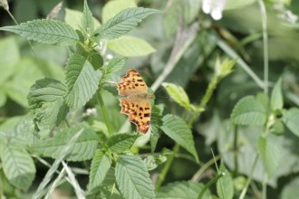 Comma (Polygonia c-album), butterfly, orange, leaves, A C-moth sits with outspread wings on the